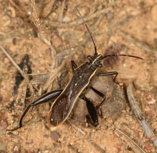 Réf. 234 488 : Camptopus tragacanthae
